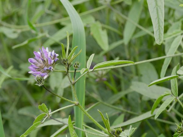 <h3><a href="/trips/kreta/biota/plantae/tracheophyta/magnoliopsida/fabales/fabaceae/bituminaria bituminosa/bituminaria bituminosa-nl.html">Bituminaria&nbsp;bituminosa</a> / Arabian&nbsp;pea / </h3>OM-1 Mark II met OLYMPUS M.150-400mm F4.5, 1/800 sec  bij F7.1, ISO 2000, afstand 3.06&nbsp;m